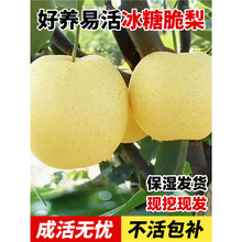 ��������������޽ӳ���ͥԺ�����ϱ����Nֲ�ļ����ͺ�����Y��