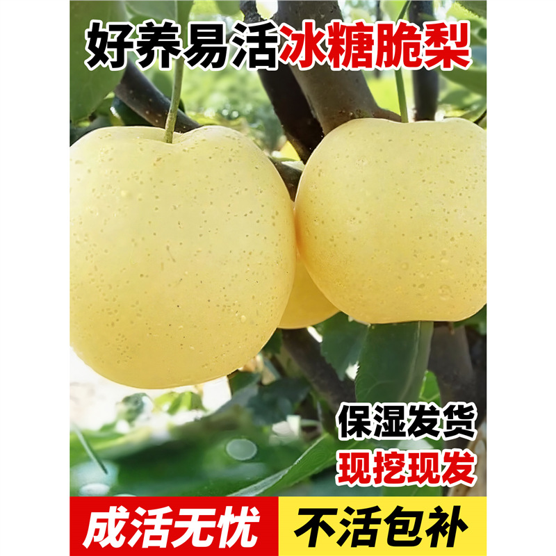 正宗秋月梨树果苗嫁接超甜庭院地栽南北方种植四季耐耐寒当年结果