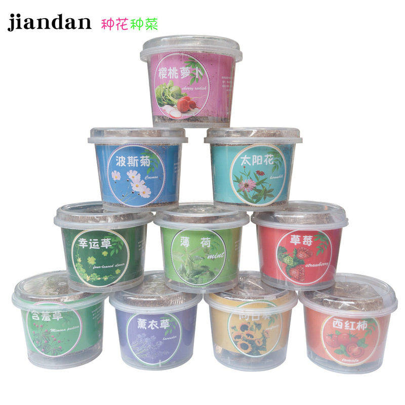 Four seasons can raise students potted plants green plants office desktop ornaments flowers kindergarten men's and women's prizes gift wholesale