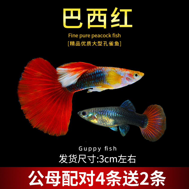 孔雀鱼精品小鱼缸观赏鱼好养耐活热带鱼活鱼天空蓝小型小鱼苗|undefined