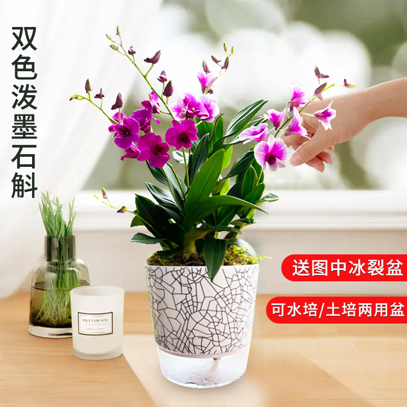 I兰花苗 双色泼墨香水石斛 现带多花桌面盆栽好养花卉绿植
