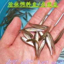 �����~���w����~�D���~������ʳ���~�Z�~ʳ��ˮС�~����w��ˮ�~