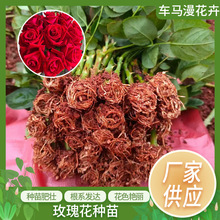 云南基地月季玫瑰花小苗卡罗拉高原红自由罗德斯红花卉扦插苗批发
