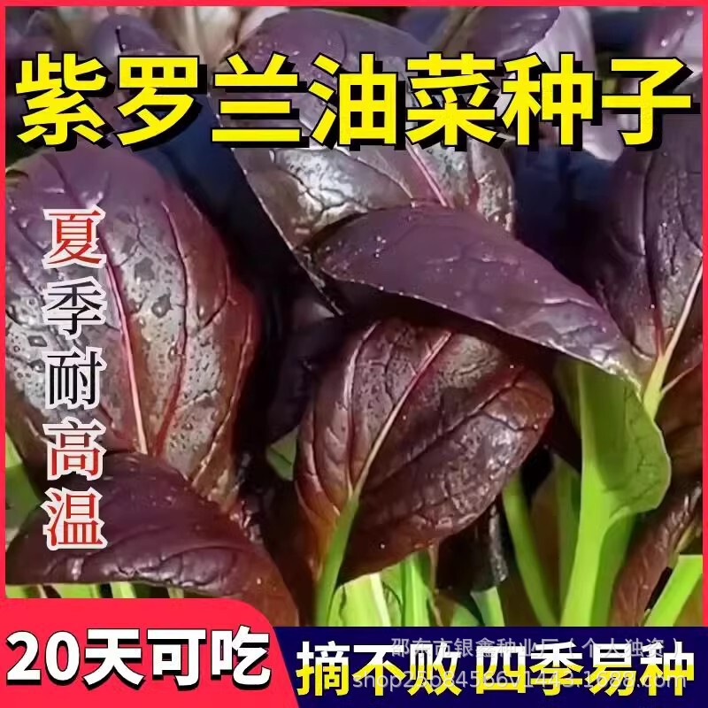 Violet Cabbage Seeds, Purple Oil Cabbage Seeds, Small Oil Cabbage Seeds, Original Four-Season Vegetable Seeds, Leafy Vegetable Seeds Wholesale Violet Cabbage Seeds, Purple Oil Cabbage Seeds, Small Oil Cabbage Seeds, Original Four-Season Vegetable Seeds, Leafy Vegetable Seeds Wholesale