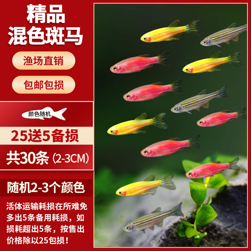 Lamko Fishは稚魚の飼育に適しており、生き残りやすい、淡水観賞魚、小さな孔雀、ゼブラフィッシュ、大型熱帯魚です。|undefined