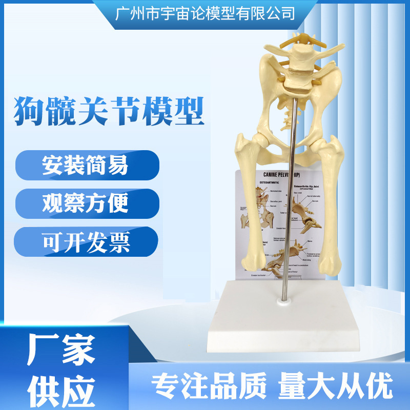 Manufacturers Supply Dog Hip Joint Model Skeleton Model Teaching Mold Skeleton Anatomy Joint Teaching Model Props
