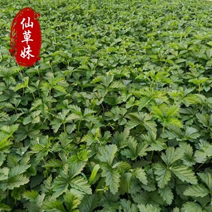 Five-Leaf Aster Seedlings Qingzhou Perennial Grass Flower Base Is a Large Supply of Three-Leaf Five-Leaf Aster Seedlings Park