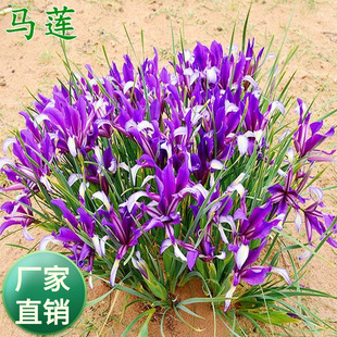 �Rɏ�N�Ӳݻ��N���R�B�R�m���R�A�R�m�ݺ����m�N���ͺ����}�|�ļ�