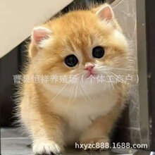 ��u���Lë���_؈���w؈���̳����y���Ӽ��N��؈�̻���Ӣ��С��؈