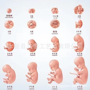 婴儿胚胎0到9个月教学硅胶树脂模型仿真教学用生物-阿里巴巴