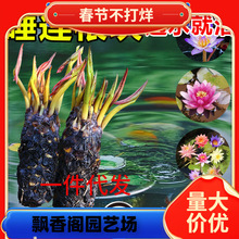 һ�����l˯ɏˮ��ֲ���ļ�ˮ�B�ɻ�ˮɏ�����Ի���ˮ������˯ɏ��