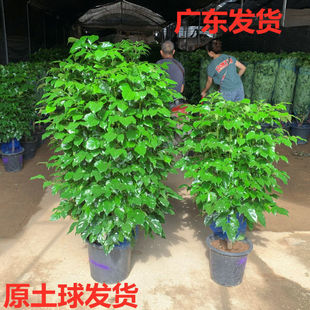 Happy Tree Potted Large Green Plant Green Treasure Indoor Formaldehyde-Absorbing Peace Tree Evergreen Office Living Room Plant