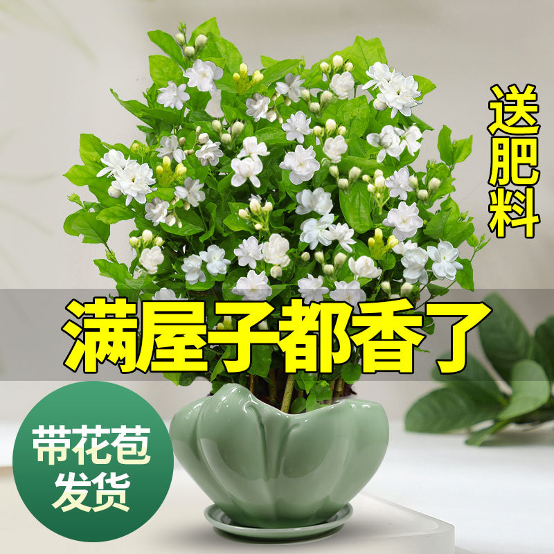 茉莉花苗驱蚊花卉植物室内浓香四季开花好养盆栽带花苞九里香一件