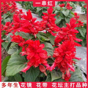 һ���t���N�� �����t����ͥԺ�҃��̨���Ի����׻�һ���tֲ�ﻨ