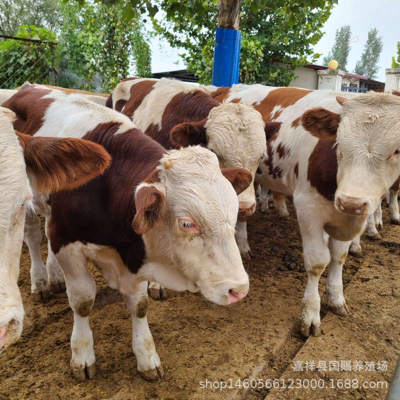 肉牛苗饲养肉牛西门塔尔牛改良肉牛犊价格 四元杂交牛鲁西黄牛