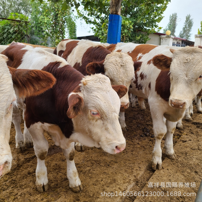 西门塔尔牛犊子 养殖肉牛犊 母牛活牛出售 云南江西贵州黄牛