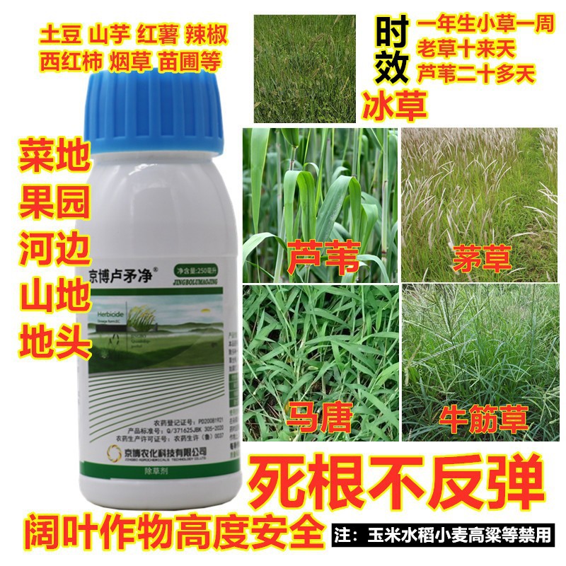 专杀芦苇茅草牛筋草狗尾草虎尾草烂根除草剂苗圃土豆红薯花生果树