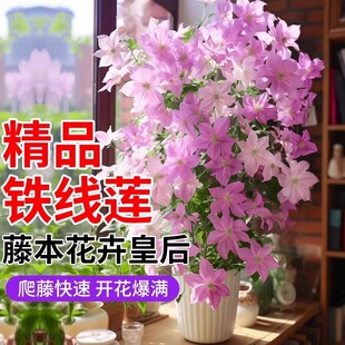 Utopia Clematis Potted Flowers Climbing Plants Garden Cold-resistant Plants Indoor Balcony Green Plants Four Seasons Flowering
