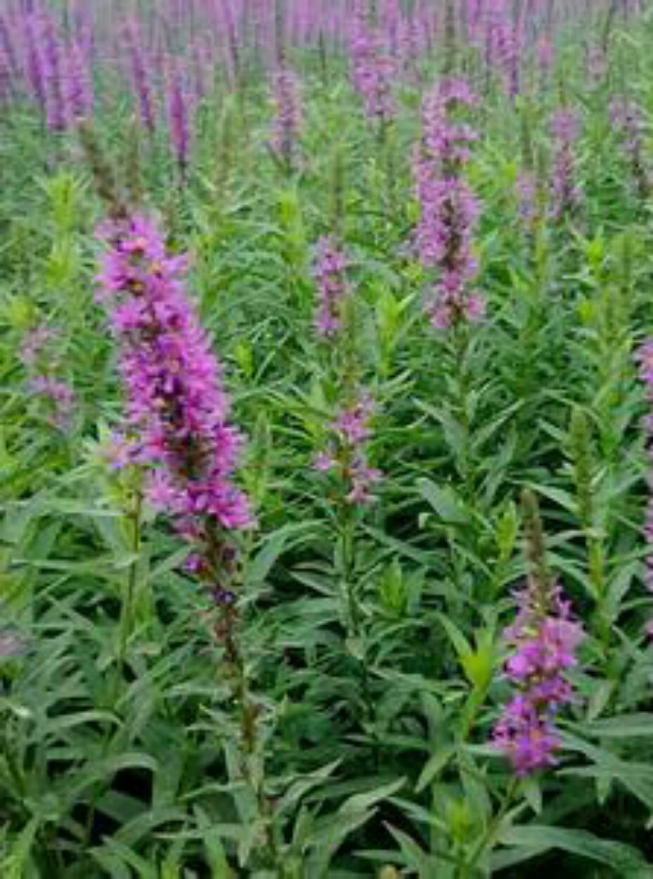 База поставляет сафлор желток Ханчжоу Xiaoshan базы прямых продаж различных водных растений озеленения проекта