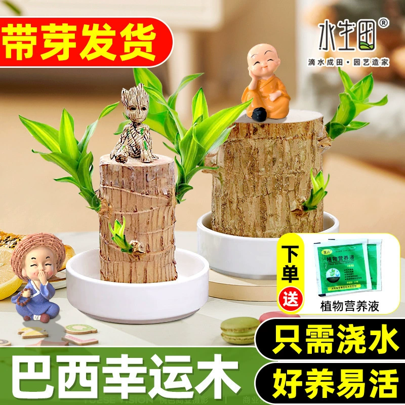 Бразильское дерево Lucky Wood, цветущее, большого размера с бутонами, доставка, небольшие украшения Groot, комнатное водно-культурное, легко выращиваемое зеленое растение, горшечное растение