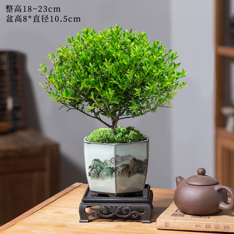 고급 작은잎 피니지늄 + 도장된 산수화분 + 수지 사각 트레이 + 비료 [무료 이끼]