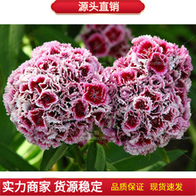 �������ʯ��N�ӳ���ʯ��N������ʯ��N�ӻ��N���^�G���͟��ͺ�