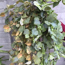 �ߙn���泣�����~ �����~ �����ٿ͏dֲ��bڒ��ٗl�����Gֲ