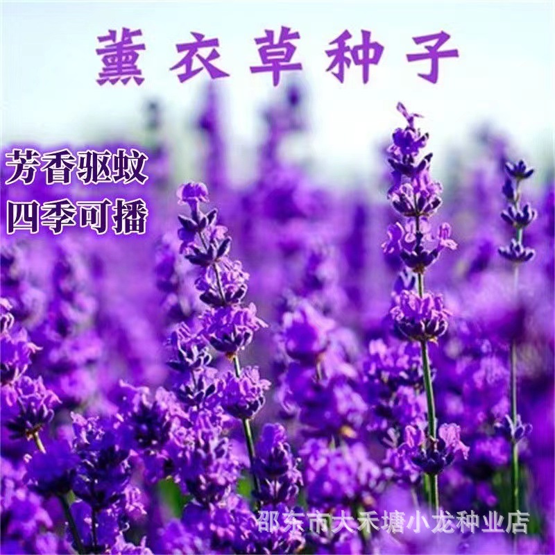 薰衣草种子狭叶普罗旺斯花种四季种庭院驱蚊香草阳台花籽盆栽种孑