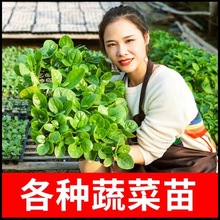 各种蔬菜种苗盆栽地栽番茄黄瓜辣椒千禧茄子四季菜苗春播苗子