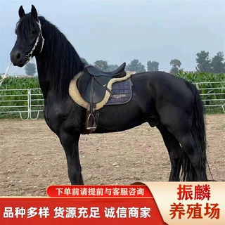 出售蒙古马 伊犁马 骑乘大马 景区照相用马 哪里有卖的