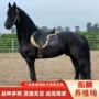 伊犁景区照相骑乘蒙古马