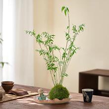 水培苔藓球米竹盆栽凤尾竹子客厅室内观赏竹中式盆景客厅桌面绿植