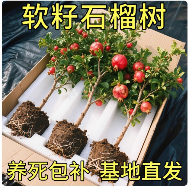 石榴树树苗突尼斯软无籽特大甜果苗盆栽老桩嫁接南方种植四季庭院