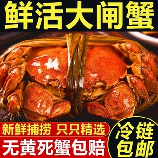 江苏大闸蟹现捕现货鲜活螃蟹母蟹公蟹礼盒装代发包邮团购批发
