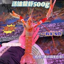新品 鲜活现货鳌虾非牡丹虾甜虾野生海捕刺身小龙虾 海鲜水产500g