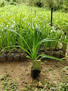 Ұ���}����Ȼ��25-60cm���I�B���ڏ�10cm���΃r2.2Ԫ-3.5Ԫ������