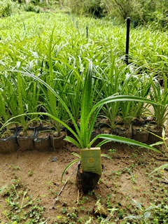 野菠萝，自然高25-60cm，营养袋口径10cm，单价2.2元-3.5元，存量