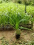 自然10cm25-60cm营养袋