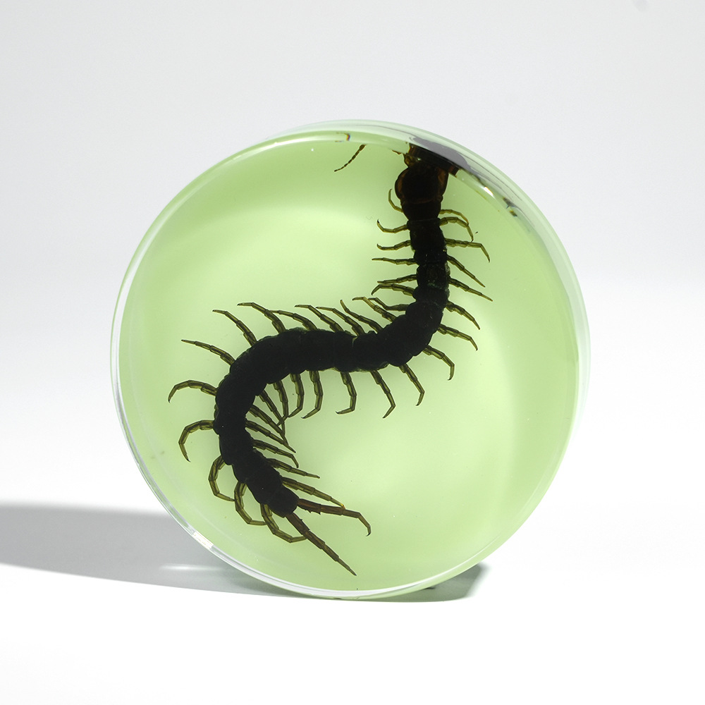 Luminous] centipede