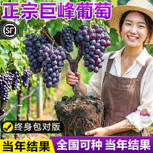 �޷����ј���ꖹ�õ��������Թ������Ժ�����ļ��Nֲ�ϱ����ͺ�