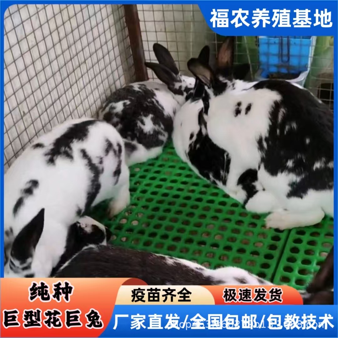 巨型花巨兔活体成年黑白花巨兔
