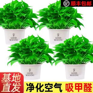 ��S���]һ����G�j������ȩ�����՚�ˮ���҃�ֲ��Gֲ����