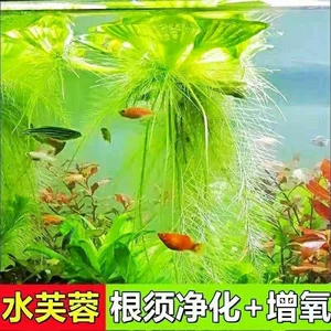 Вода гибискус вода плавающая лотосная утка вода вода вода тыква водные растения растения гидропониционная очистка качество черепаха Цилиндр цилиндр Аквариум ландшафт