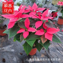 һƷ�t�����}�Q���ܻ������l���c��[�����͕�G��ֲ��һƷ�t����