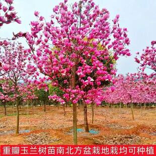 ���m�������ֱ�lͥԺ�҃���Nֲ�t���m �����m �S���m Ҏ���Rȫ