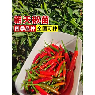 콷NСཷNļNֲ߲˷Nݴȫ