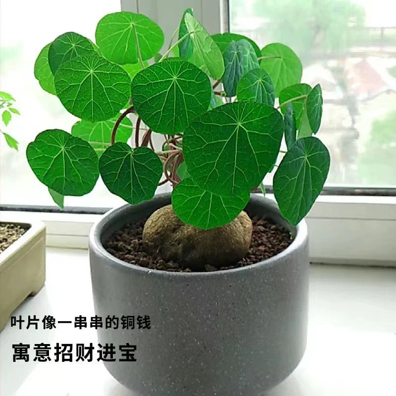 Горная черепаха-скалолазание растения в горшке Крытый красный виноградный лист