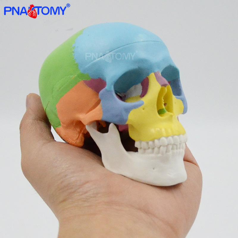 Mini color skull model detachable 3 parts oral art reference skull head anatomy teaching aids portable skull