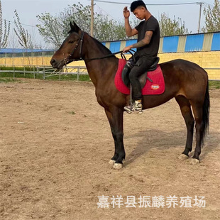 �T���R�Ă�Ʒ�N�ĺ� ���w�T���R �ɹ��R ��Ѫ�R ��Ѫ�R�Rƥ