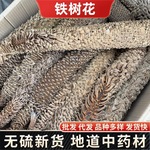 Herbals铁树花中药材 铁树雄花 雄铁树花 铁树果 凤尾蕉冷背批发